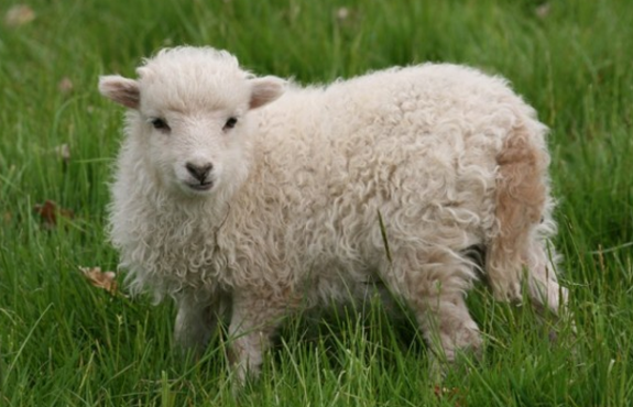 Les moutons d’Ouessant débarquent dans une école !